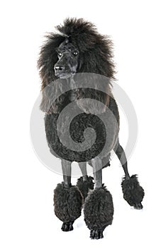 Black standard poodle