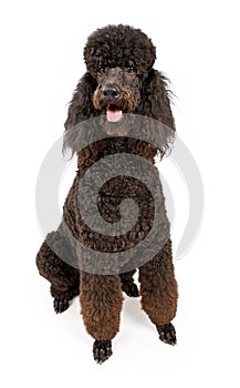 Black Standard Poodle Dog Isolated on White photo