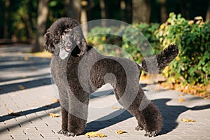 Black Standard Poodle Dog Outdoor photo