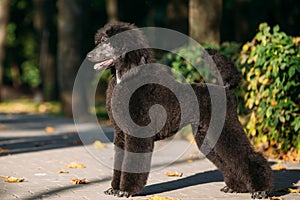 Black Standard Poodle Dog Outdoor