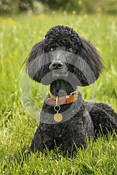 Black Standard Poodle laying down in a meadow of yellow flowers