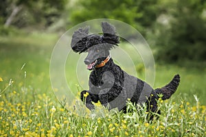 Black Standard Poodle leaping like a crazy horse with ears up in a meadow of yellow flowers