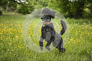 Black Standard Poodle leaping like a crazy horse in a meadow of yellow flowers