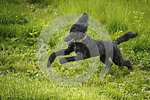 Black Standard Poodle leaping like a crazy horse in a meadow of yellow flowers