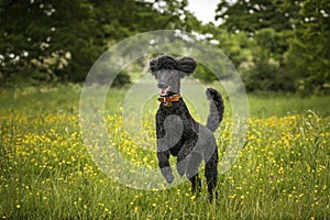 Black Standard Poodle leaping like a crazy horse in a meadow of yellow flowers