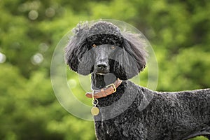 Black Standard Poodle portrait with bokeh behind in a forest