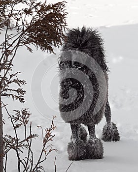 Black Standard Poodle in snow photo