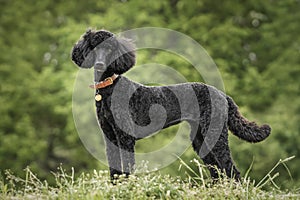 Black Standard Poodle standing looking at the camera at the top of a meadow