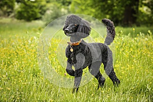 Black Standard Poodle standing in a meadow of yellow flowers