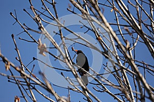 Black starling bird.