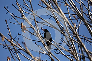 Black starling bird.