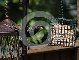 Black Starling at Bird Feeder with Bird Food in Mouth photo