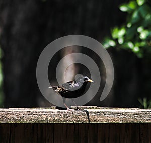 Black Starling Bird Standing on a Wooden Fence