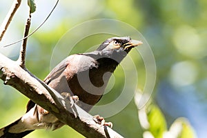 A myna bird sitting on a branch with alert.