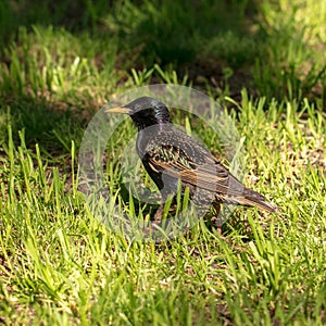 Black starling walks in green grass outdoors