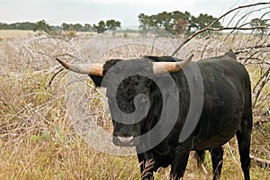 Black Steer standing in a field