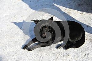 Black sterilized dog in the snow. Stray dog