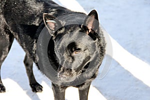 Black sterilized dog in the snow. Stray dog