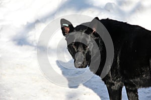 Black sterilized dog in the snow. Stray dog