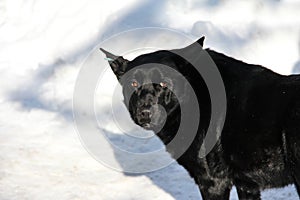 Black sterilized dog in the snow. Stray dog