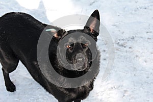 Black sterilized dog in the snow. Stray dog