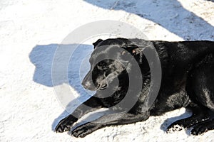 Black sterilized dog in the snow. Stray dog