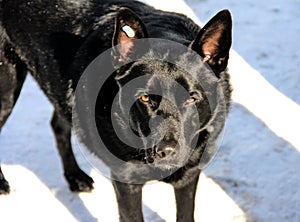 Black sterilized dog in the snow. Stray dog