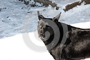 Black sterilized dog in the snow. Stray dog