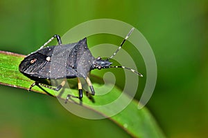 A Black Sting bug in a patch of springtime grass.