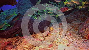 Black stingray swims over deep, rocky reef.