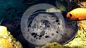 Black stingray swims over deep, rocky reef.
