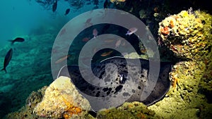 Black stingray swims over deep, rocky reef.