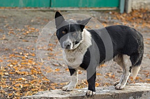 Black, stocky, mixed breed dog ready to defend its territory