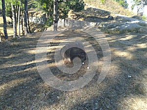 Black Stone in Jungle of Palampur Himachal Pradesh India