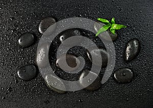 Black stones and green bamboo sprout, covered with water drops