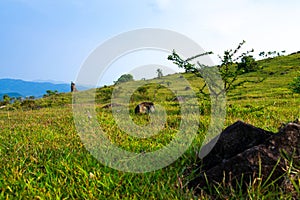 Black stones on the hillside with green grass, blue sky