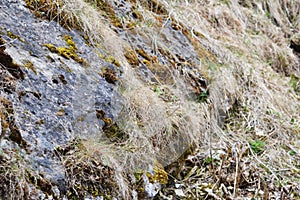 Black stones and limestone covered with green and yellow moss and grass lie on the ground among dry grass and hay
