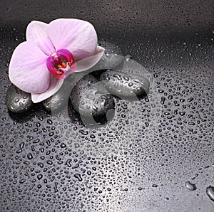 Black stones and orchid