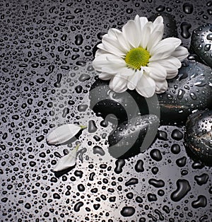 Black stones and white camomile photo