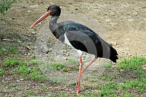 Black stork