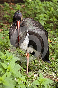 Black stork