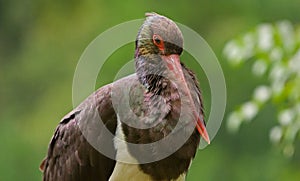 Schwarz Storch 