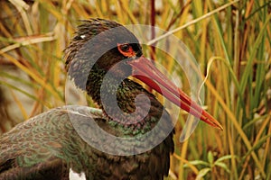 Black stork