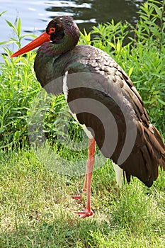 Black stork