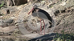 Black Stork