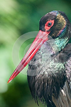 Black stork