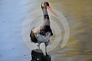 Black stork