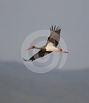 Black Stork