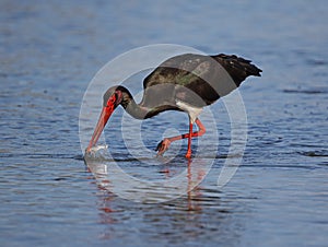 Black Stork