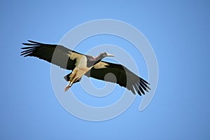 Black Stork in Amboseli Kenya
